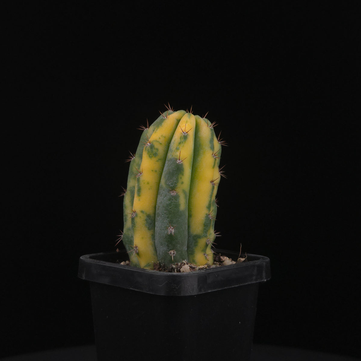 Echinopsis peruvianus f. variegata (syn. Echinopsis macrogona)