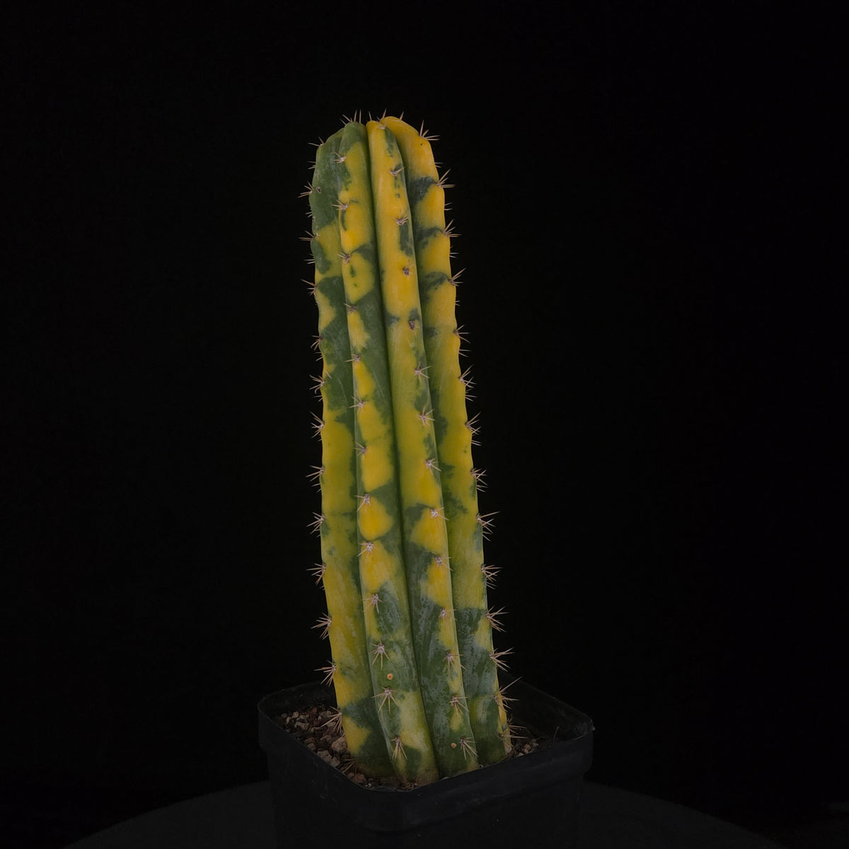 Echinopsis peruvianus f. variegata (syn. Echinopsis macrogona)