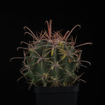 Ferocactus wislizeni f. variegata