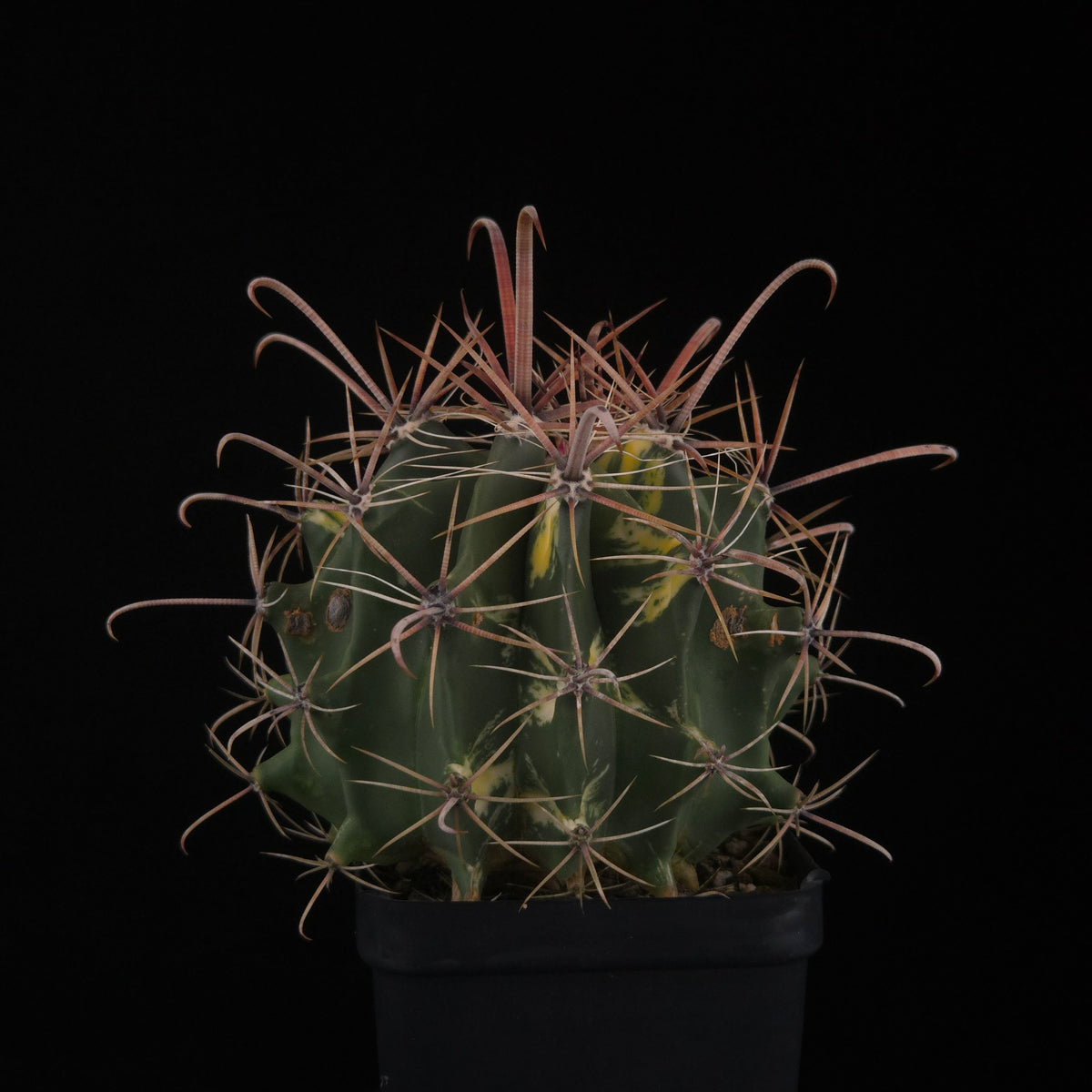 Ferocactus wislizeni f. variegata