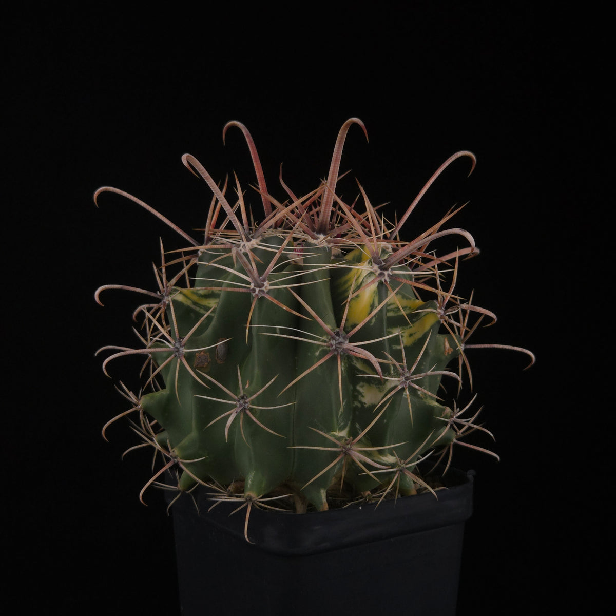 Ferocactus wislizeni f. variegata