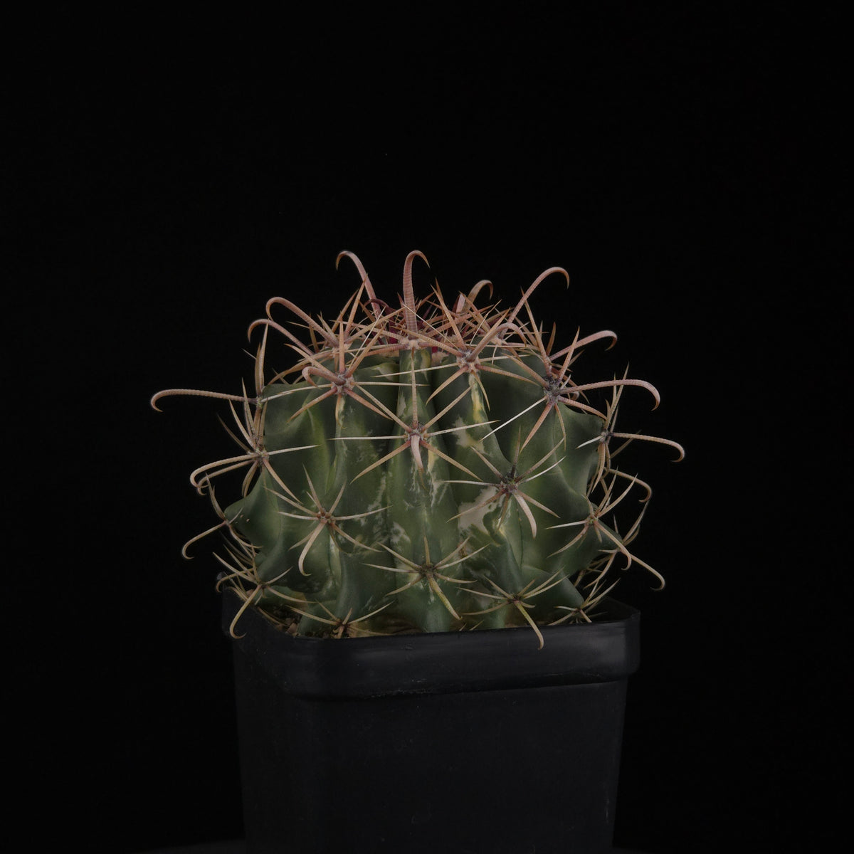 Ferocactus wislizeni f. variegata