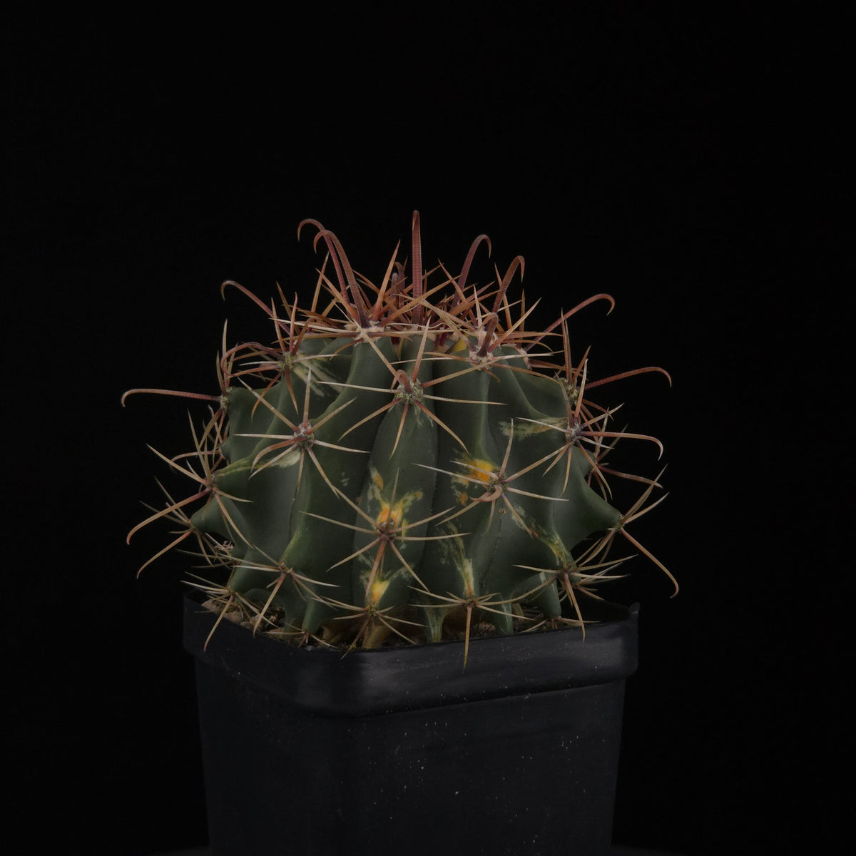 Ferocactus wislizeni f. variegata