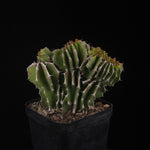 Euphorbia kibwezensis (WA prohibited)