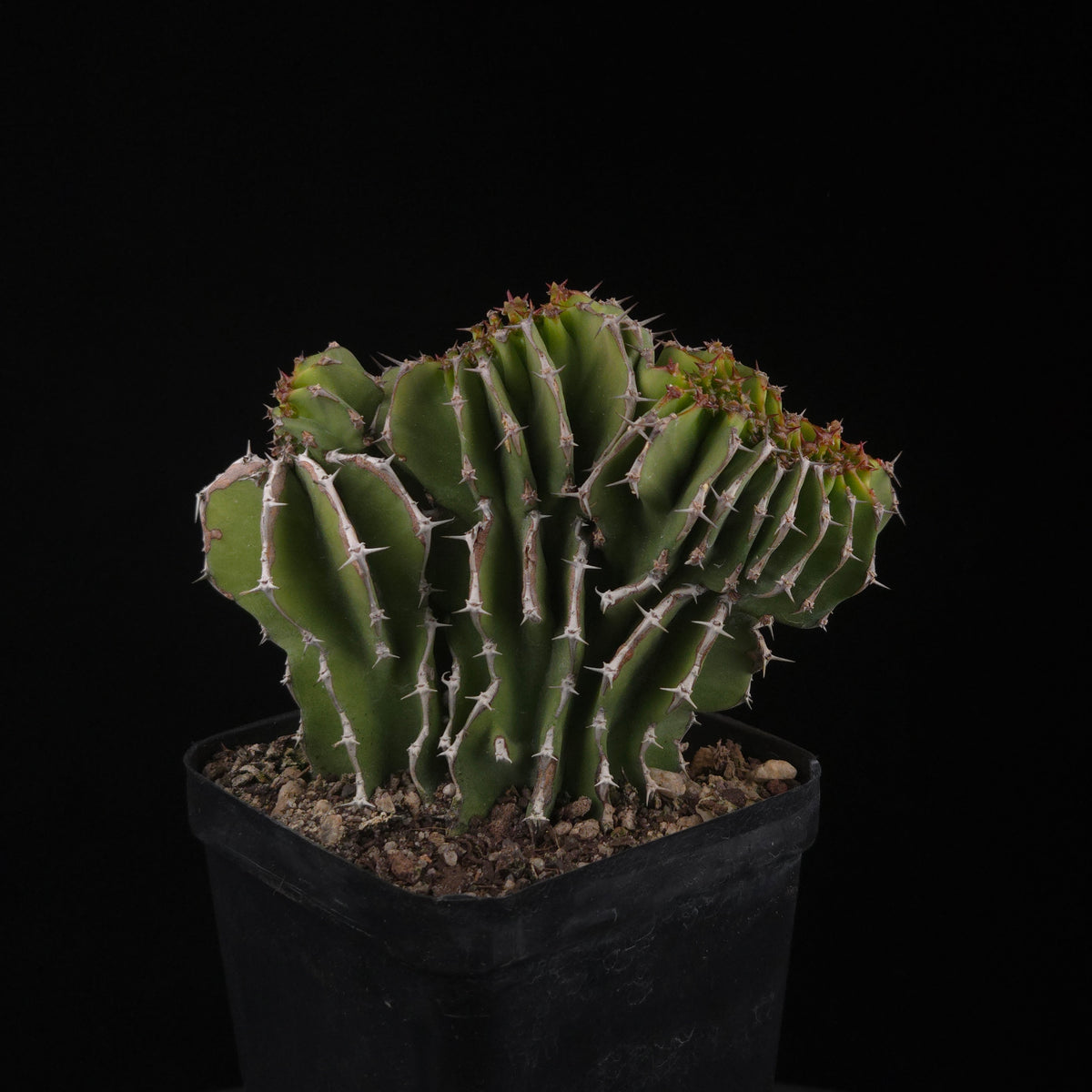 Euphorbia kibwezensis (WA prohibited)