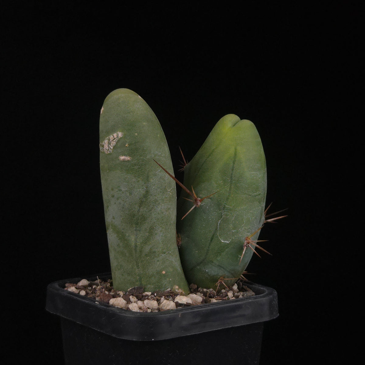 Trichocereus bridgesii f. monstrosa (Penis Cactus)
