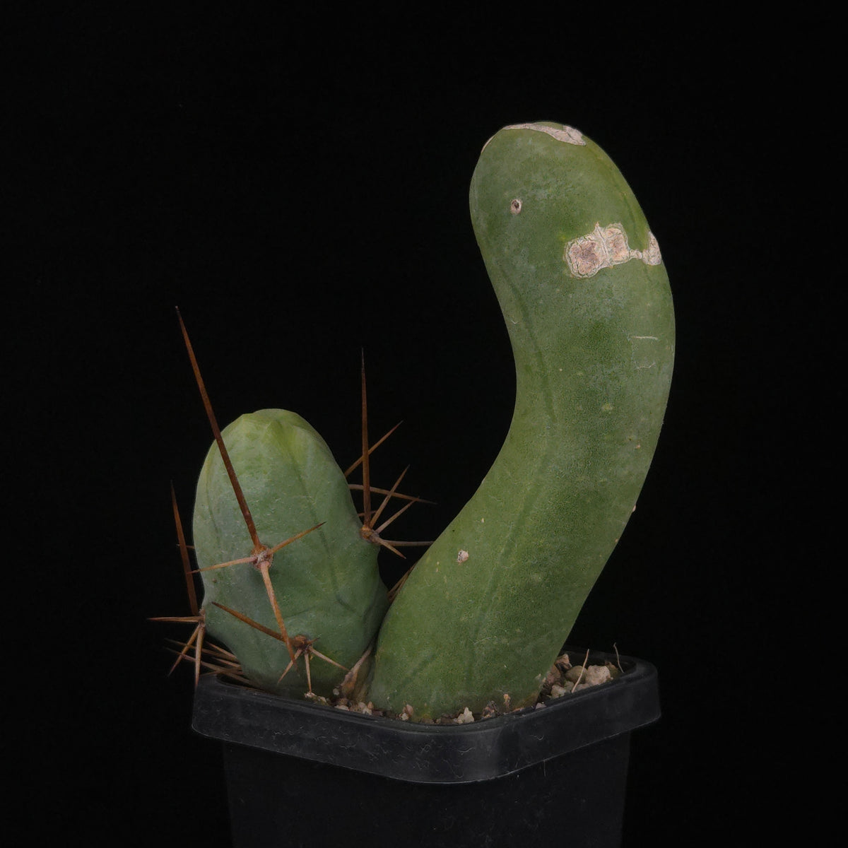 Trichocereus bridgesii f. monstrosa (Penis Cactus)