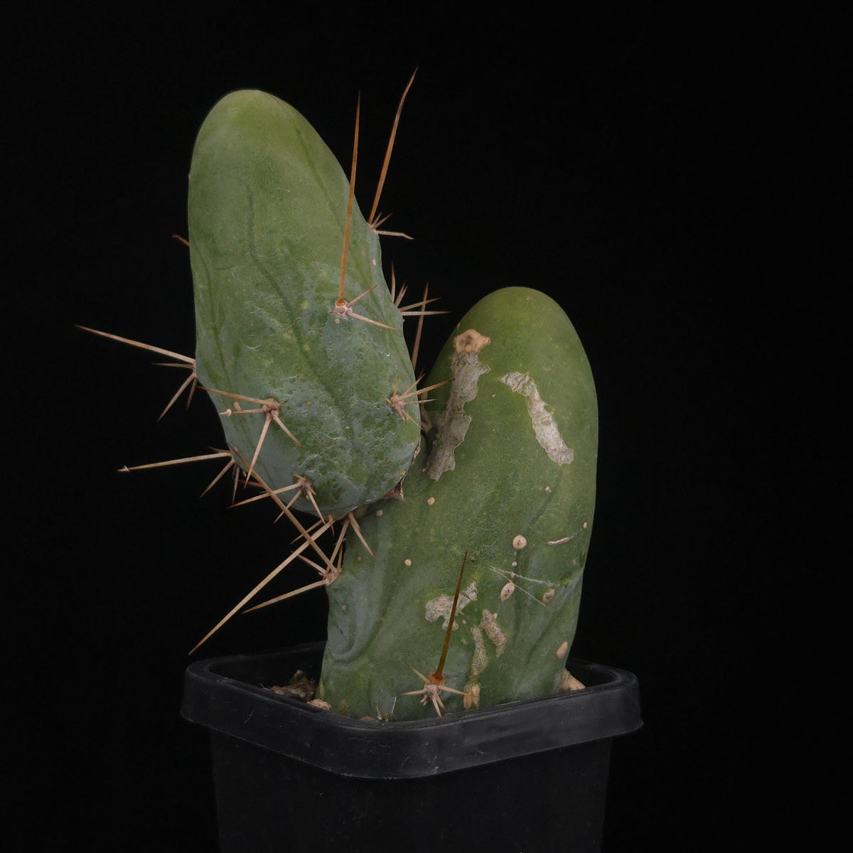 Trichocereus bridgesii f. monstrosa (Penis Cactus)