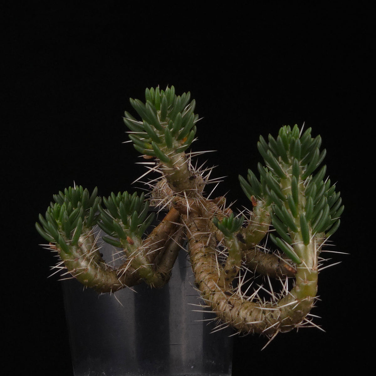 Maihuenia poeppigii – Mature Specimen Plants