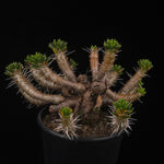 Maihuenia poeppigii – Mature Specimen Plants