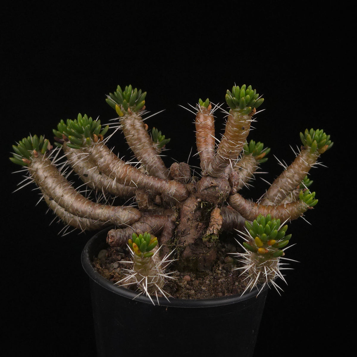Maihuenia poeppigii – Mature Specimen Plants