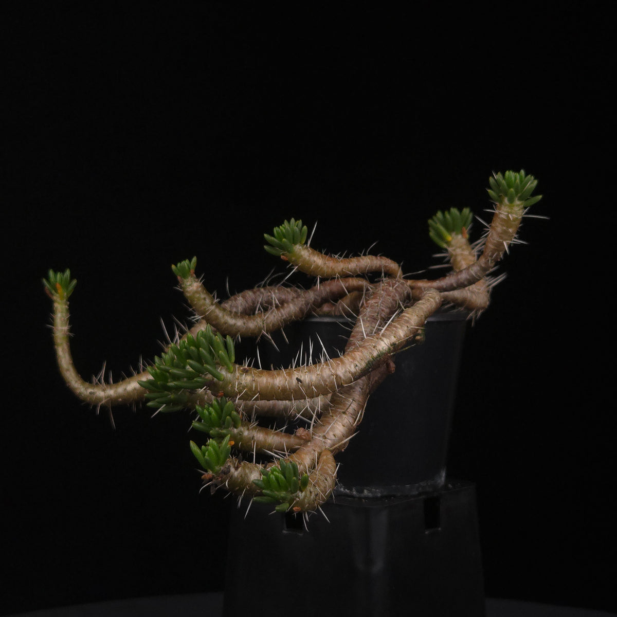 Maihuenia poeppigii – Mature Specimen Plants