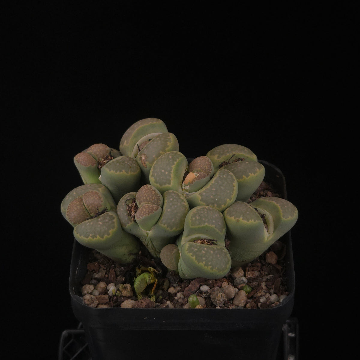 Lithops Living Stone Cluster - Rare Collector's Trio