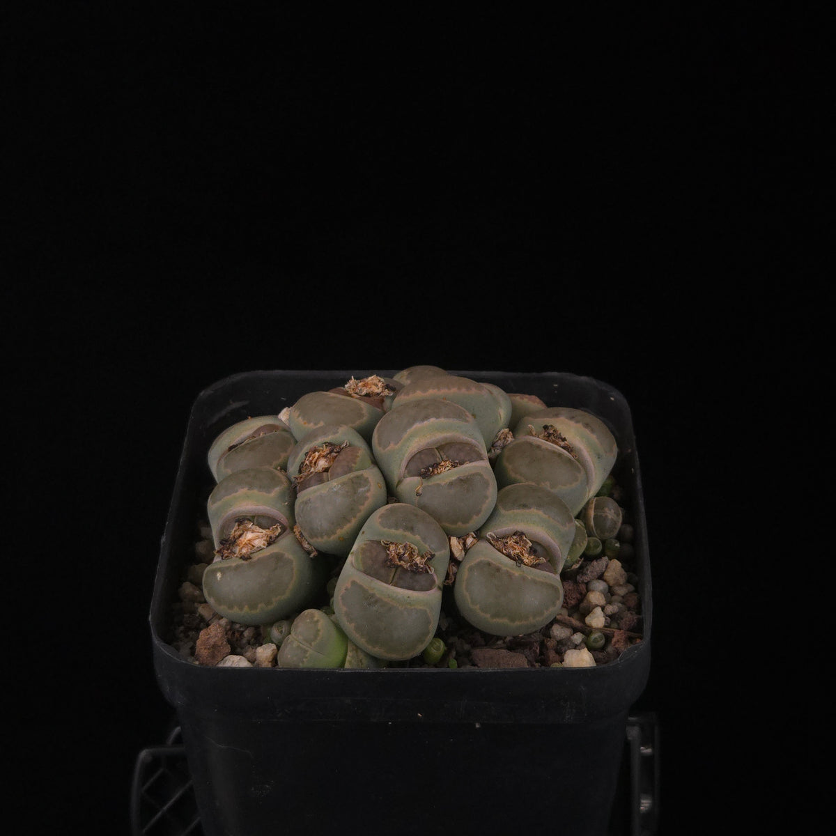 Lithops Living Stone Cluster - Rare Collector's Trio