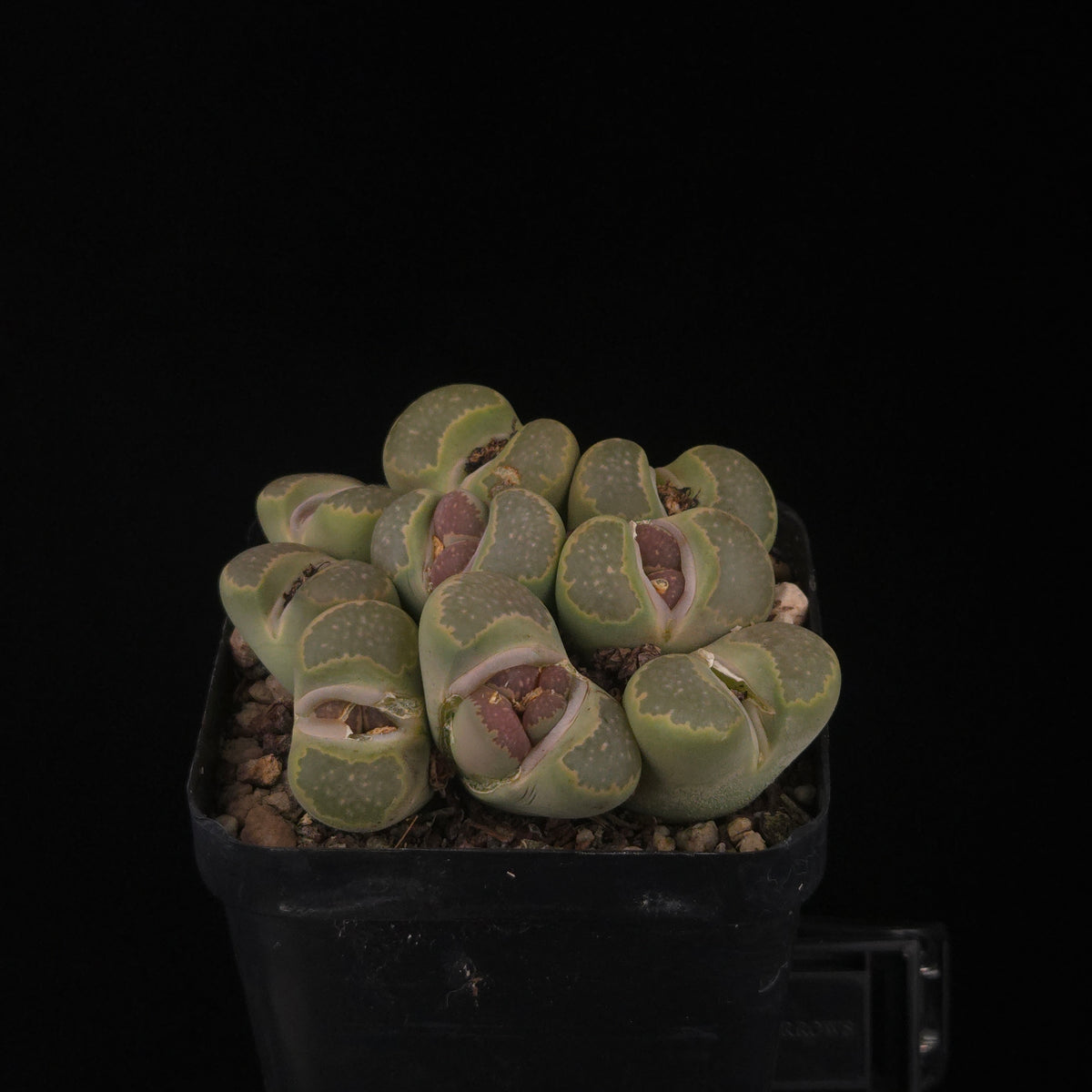 Lithops Living Stone Cluster - Rare Collector's Trio