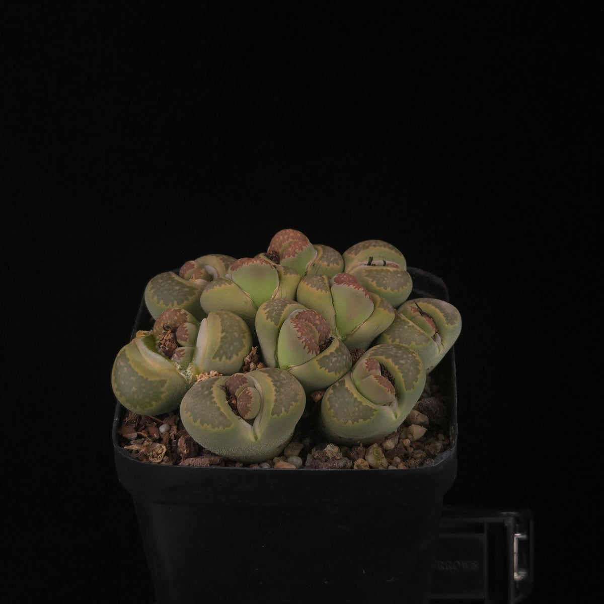 Lithops Living Stone Cluster - Rare Collector's Trio