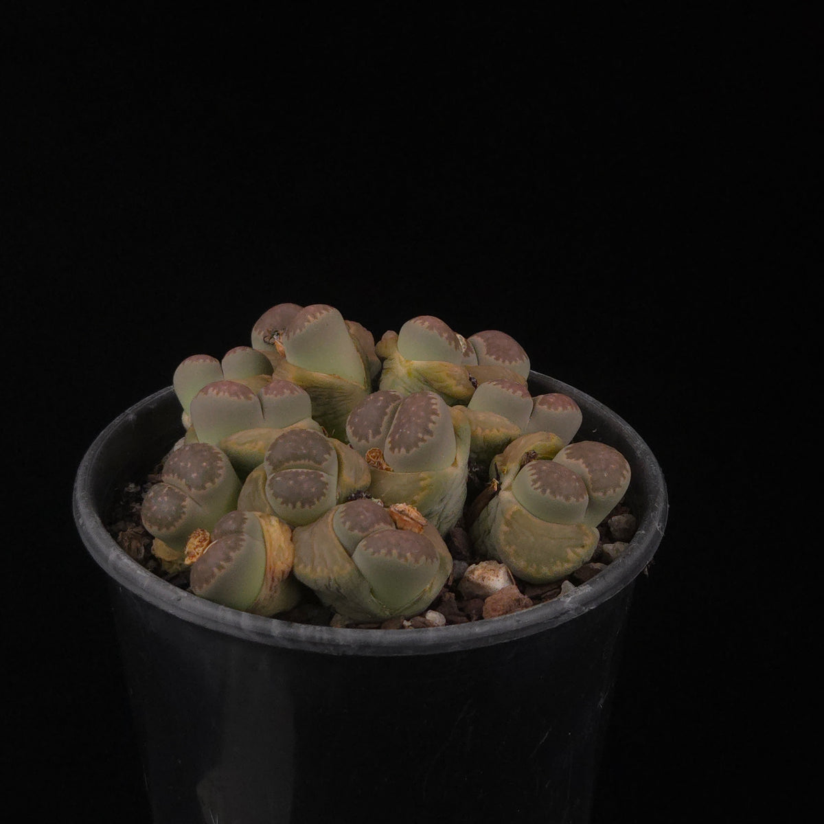 Lithops Living Stone Cluster - Rare Collector's Trio