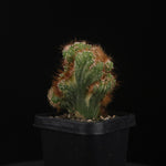 Cereus forbesii monstrose variegata (WA Prohibited)