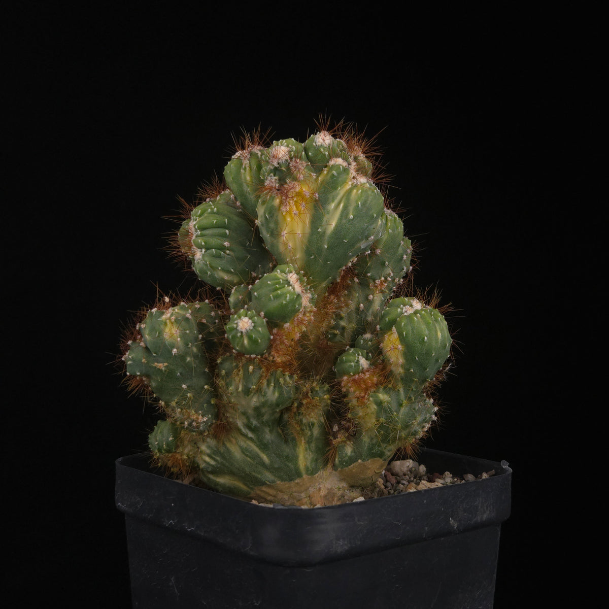 Cereus forbesii monstrose variegata (WA Prohibited)