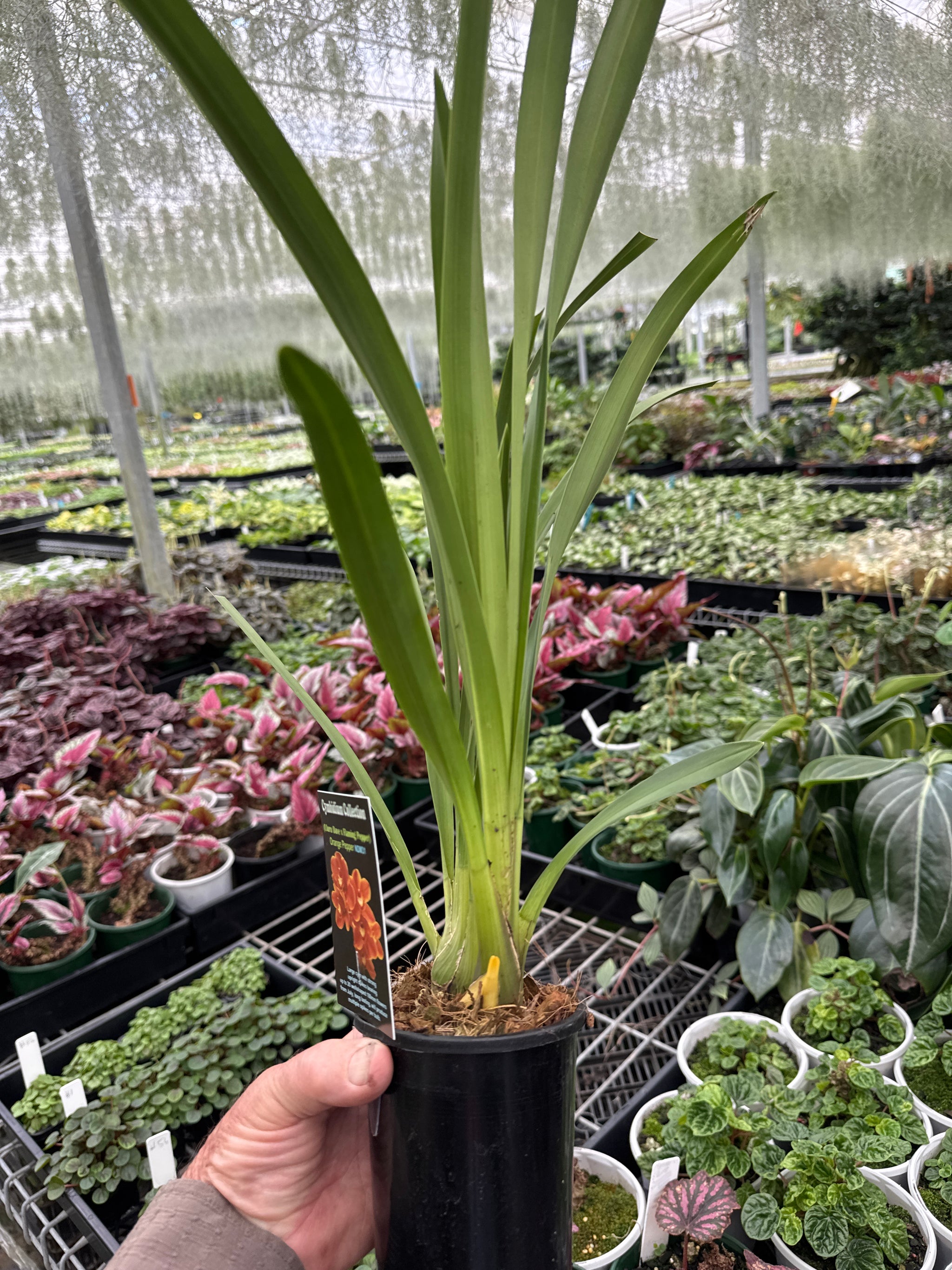 Cymbidium 'Orange Pepper' monster sized 100mm potted