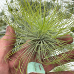 Tillandsia andreana