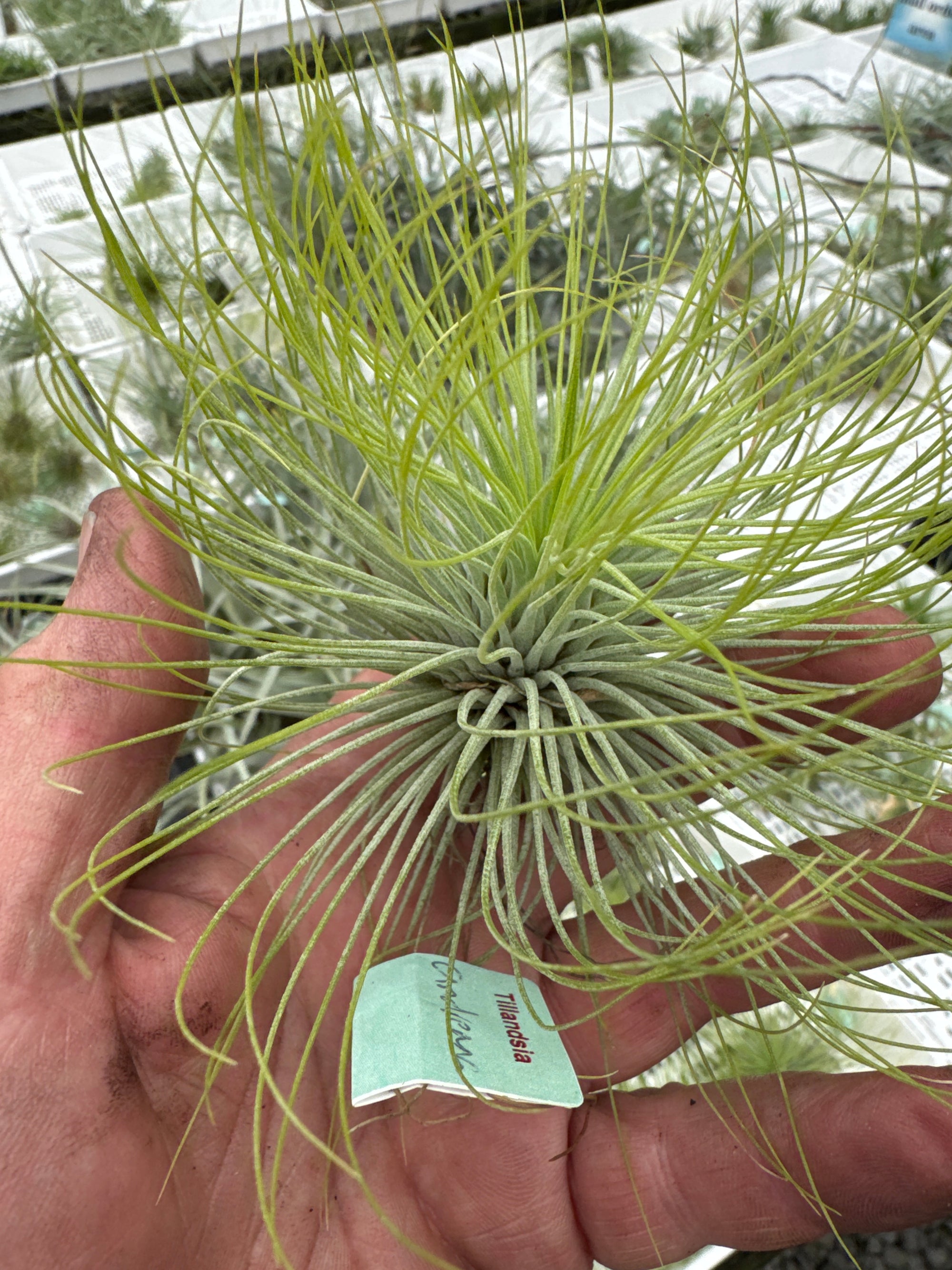 Tillandsia andreana