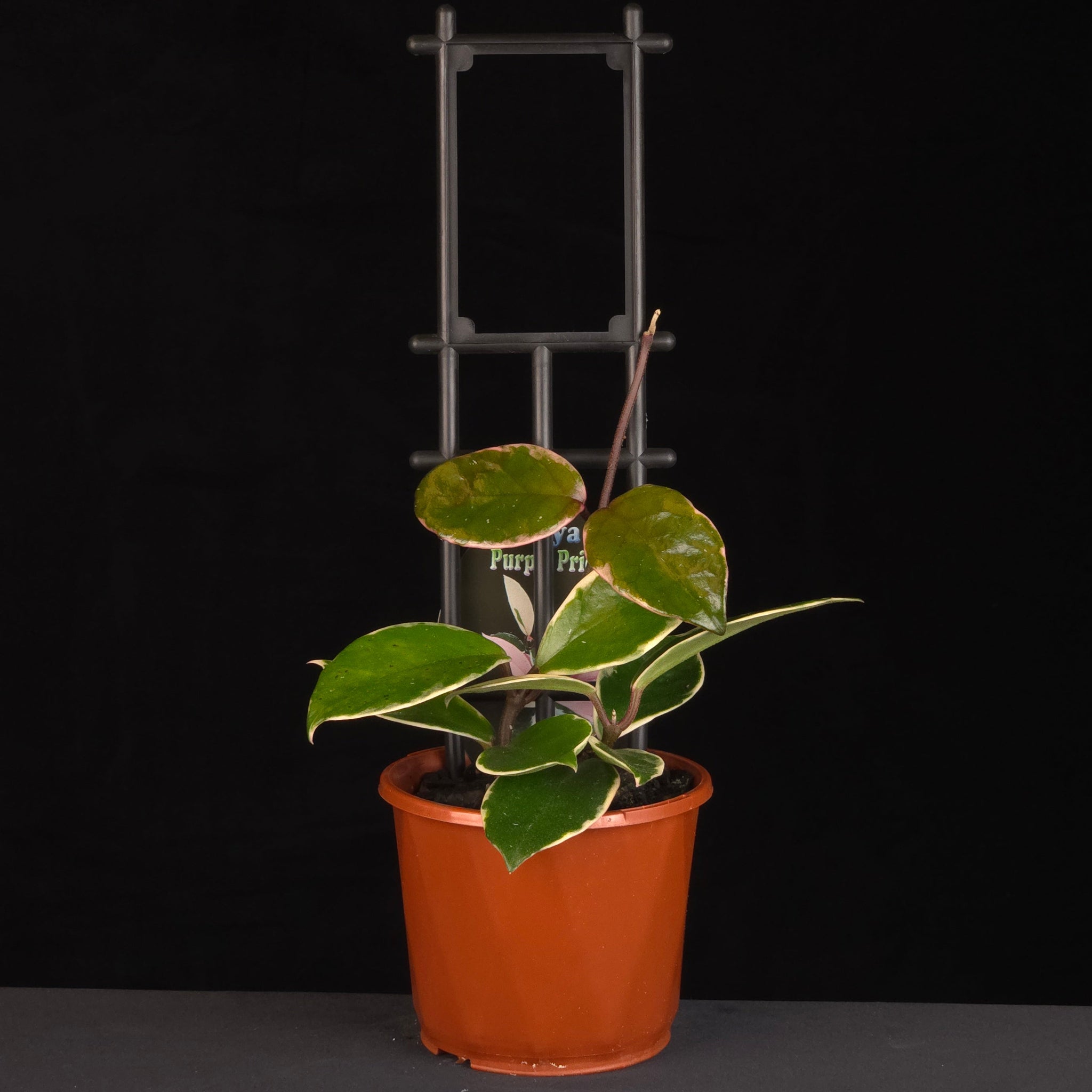 Potted Hoya ‘Purple Pride’ growing on a black trellis.