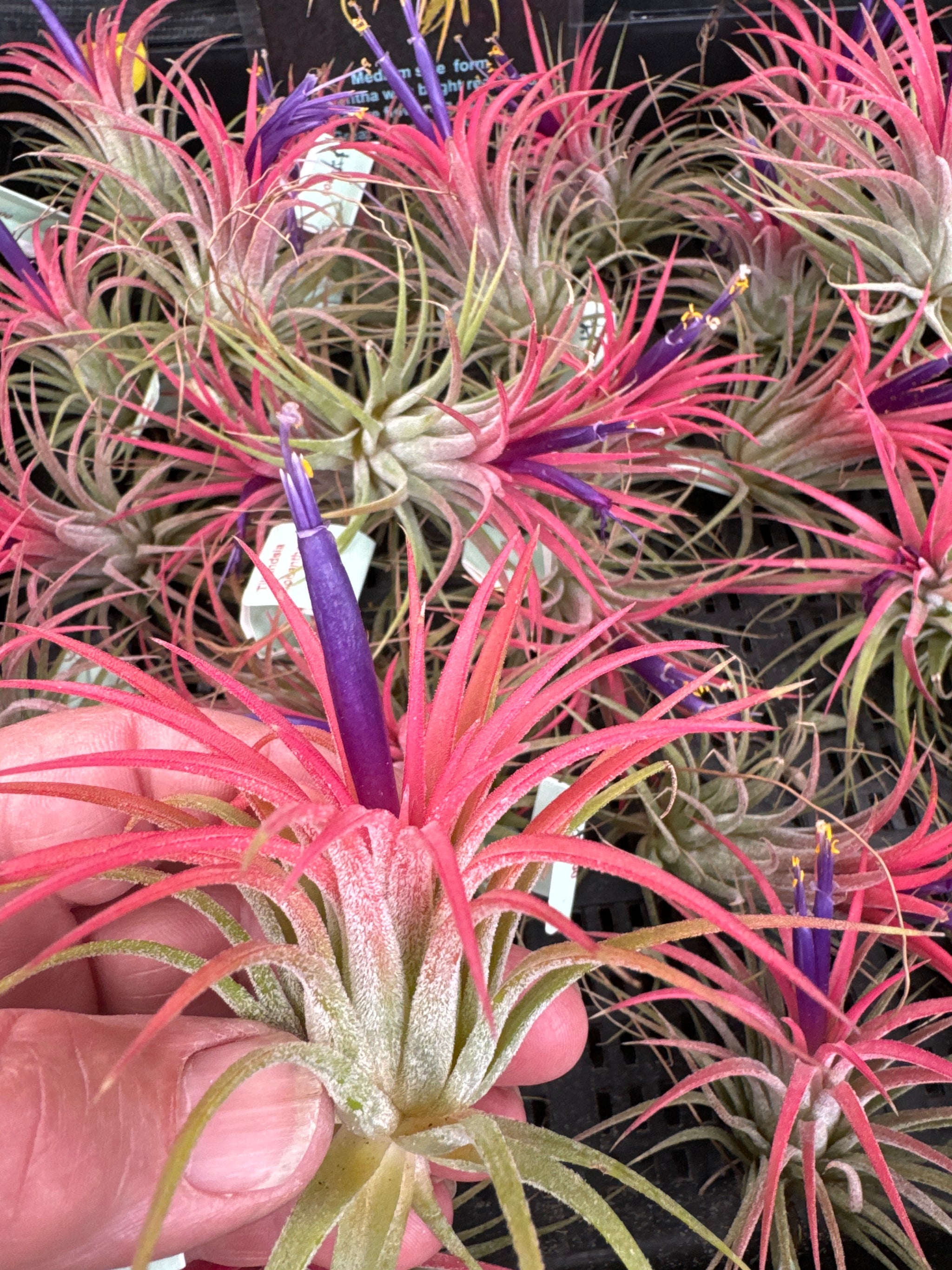 Tillandsia ionantha 'Rubra'