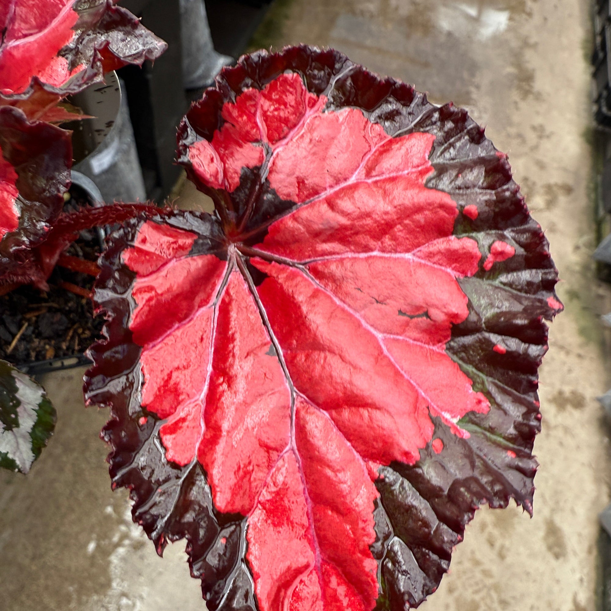 Rex Begonia Inca Night with red and green variegated leaves