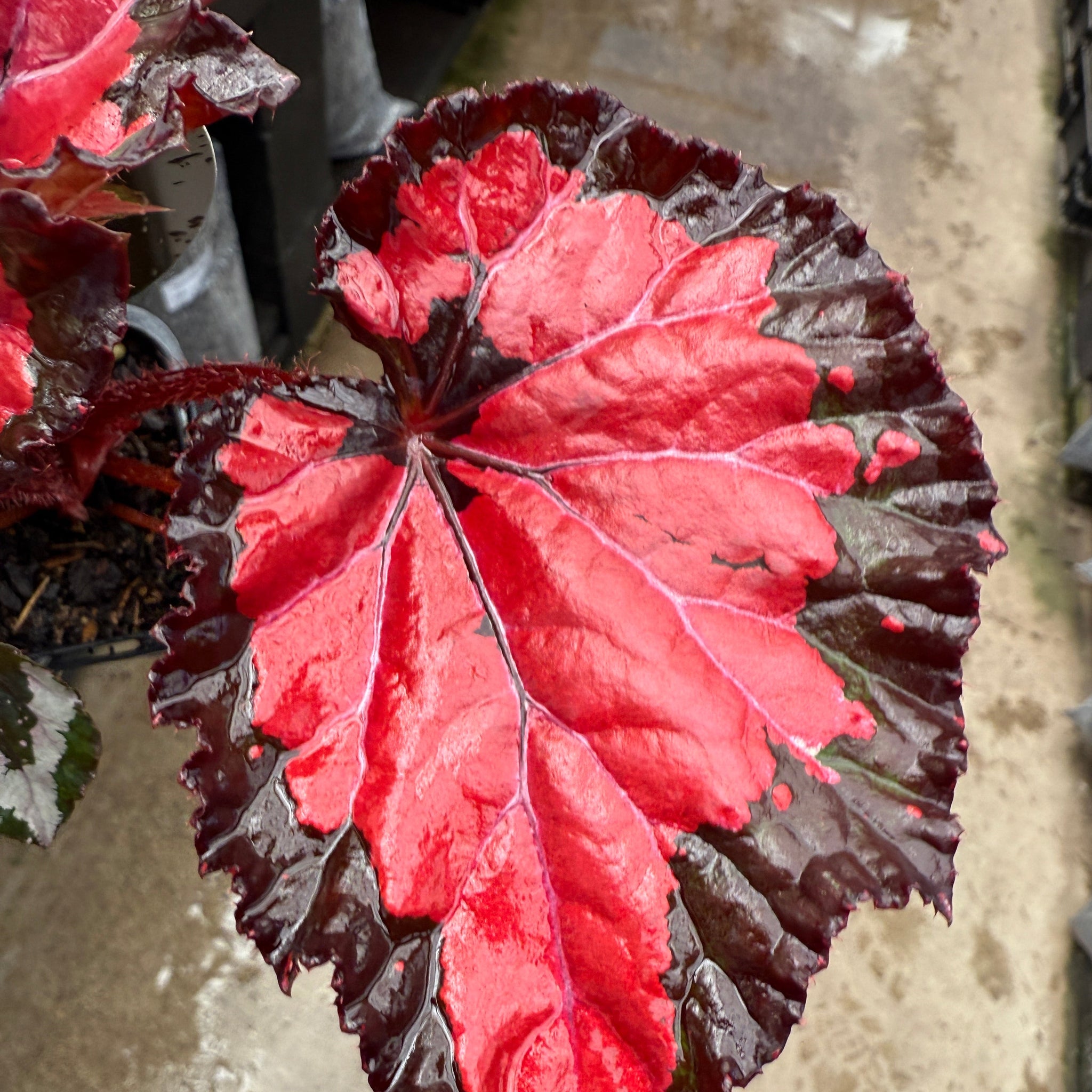 Rex Begonia Inca Night with red and green variegated leaves