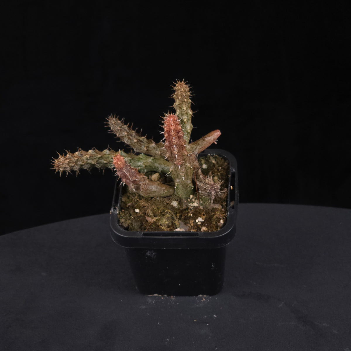 Stapelianthus decaryi (Syn. Stapelianthus pilosus) Stapelia Starfish Flower – Collection No. 76