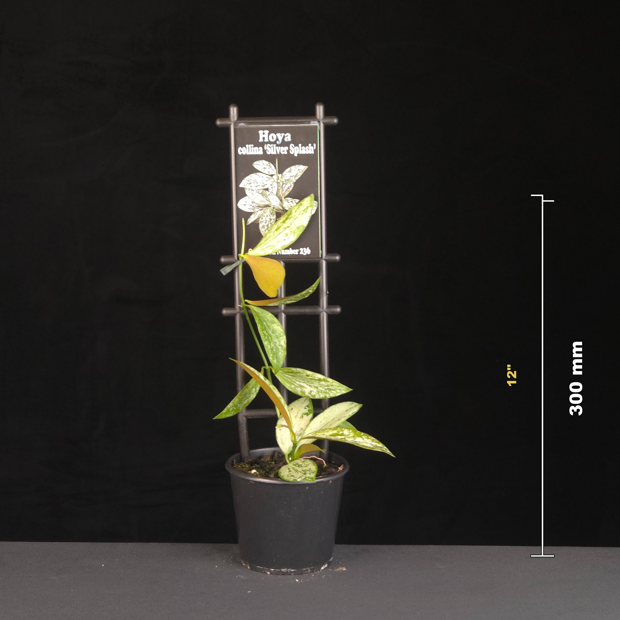 Potted Hoya collina ‘Silver Splash’ with 300 millimetre height guide.