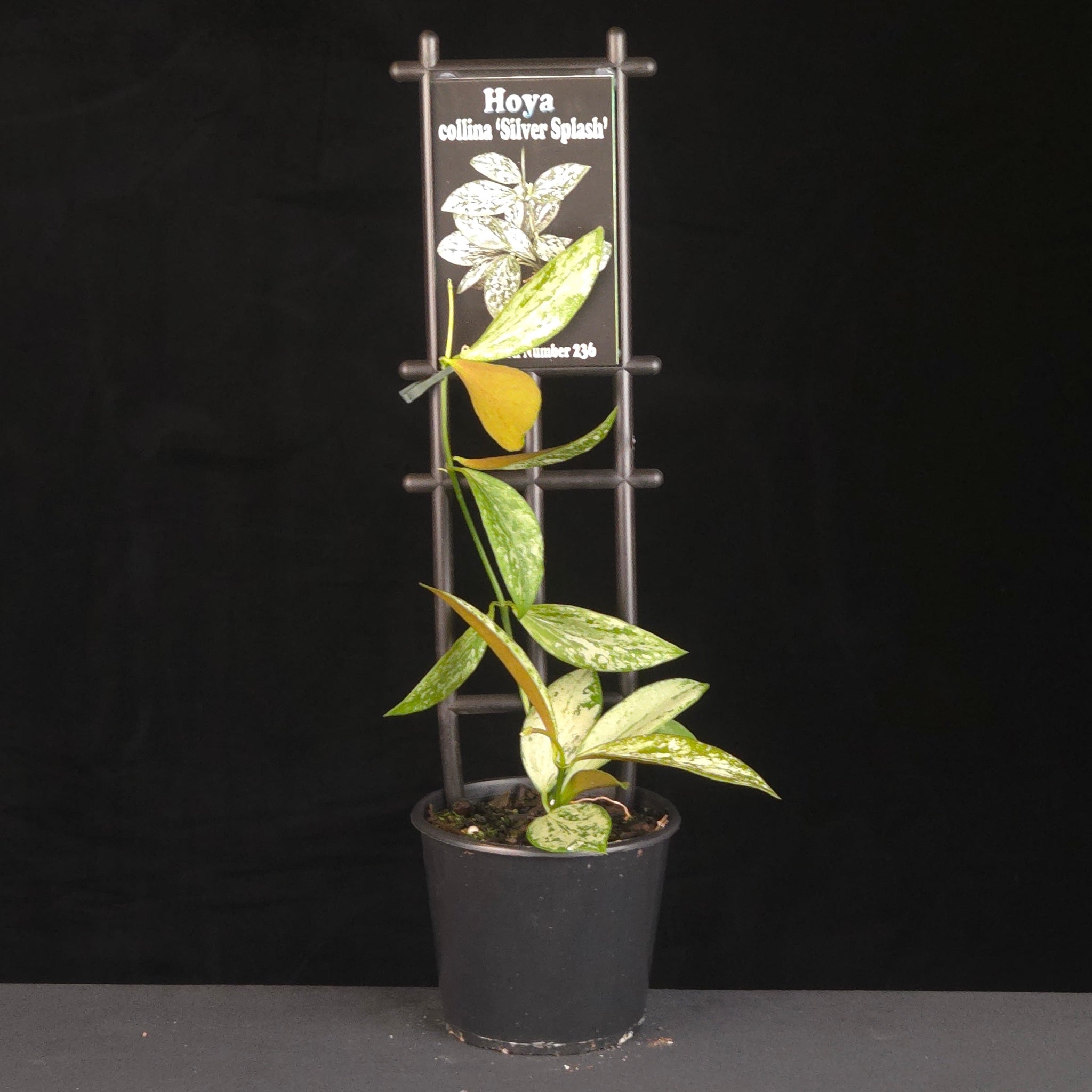 Potted Hoya collina ‘Silver Splash’ growing on a black trellis.