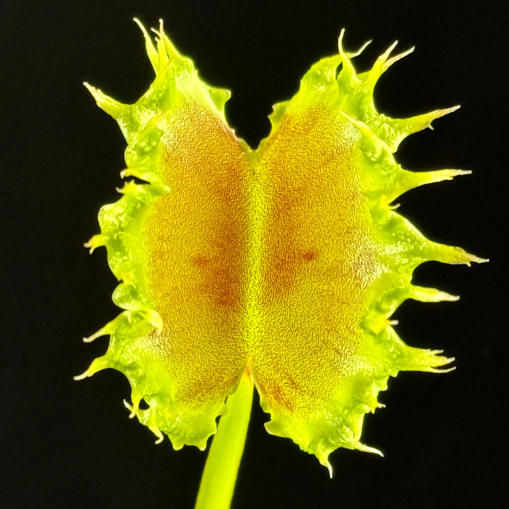 Dionaea muscipula 'Dumplings'
- Venus Fly Trap