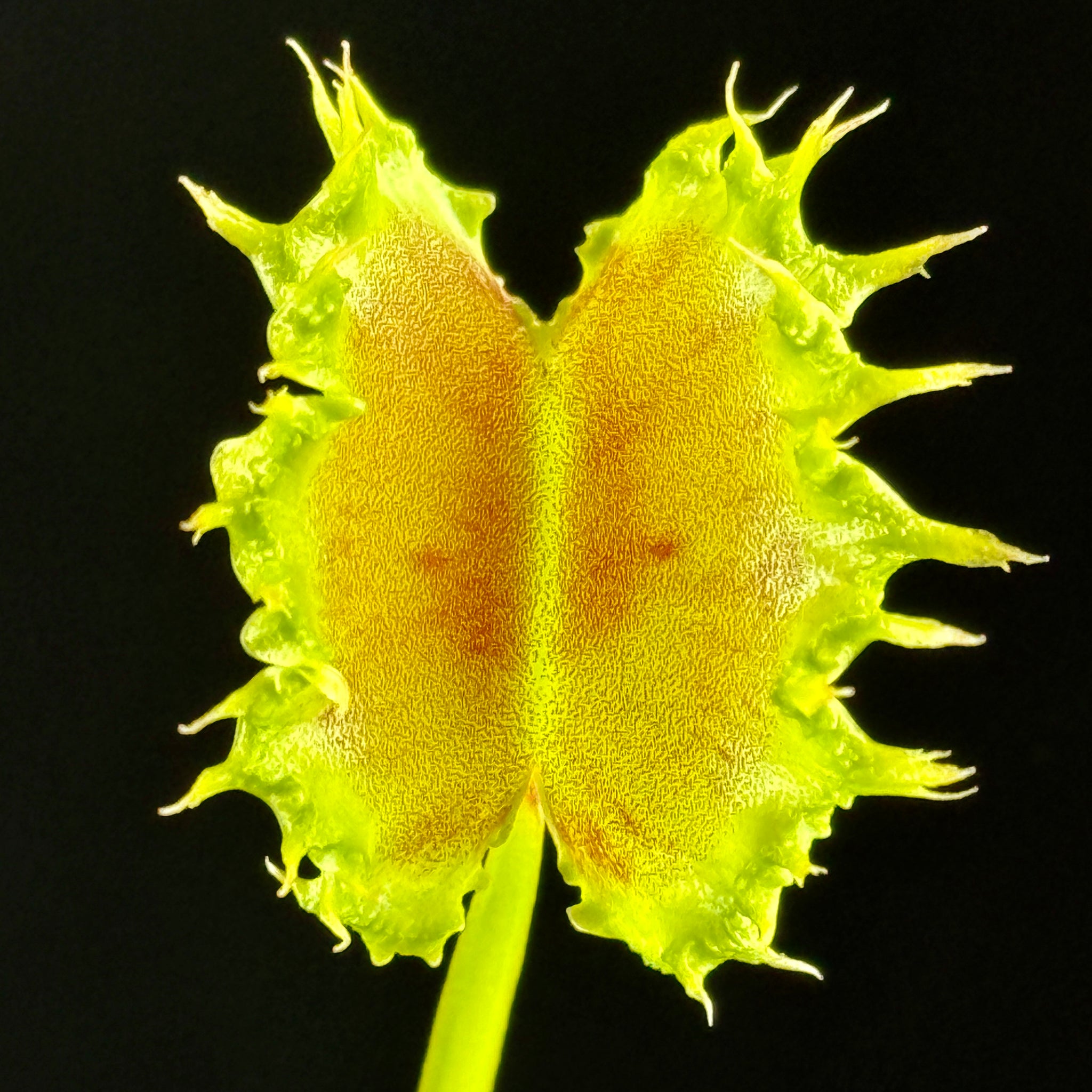 Dionaea muscipula 'Dumplings'
- Venus Fly Trap