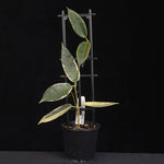Hoya archboldiana ‘Albomarginata’ – H246