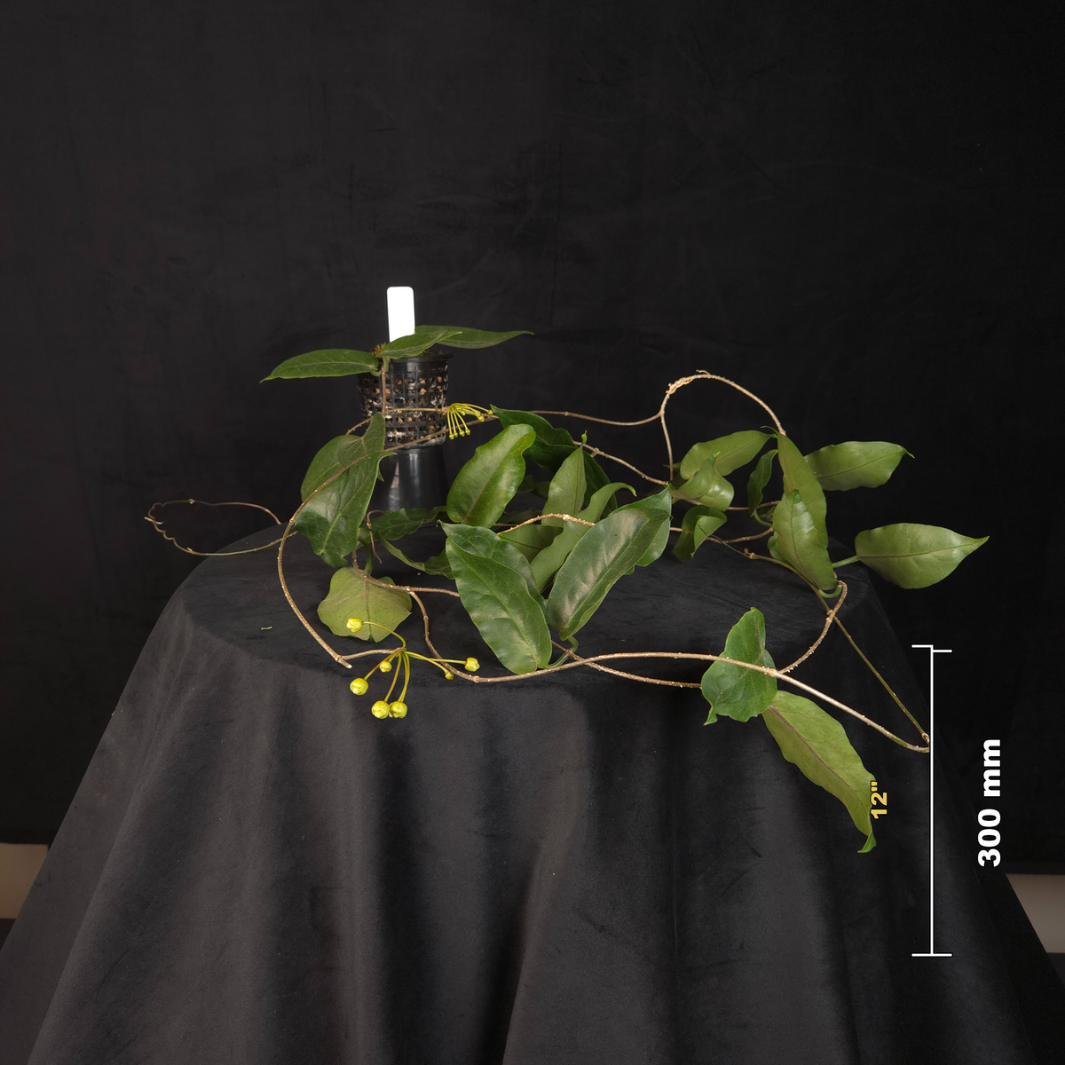 Hoya inflata – Flowering Specimen Plant – H249