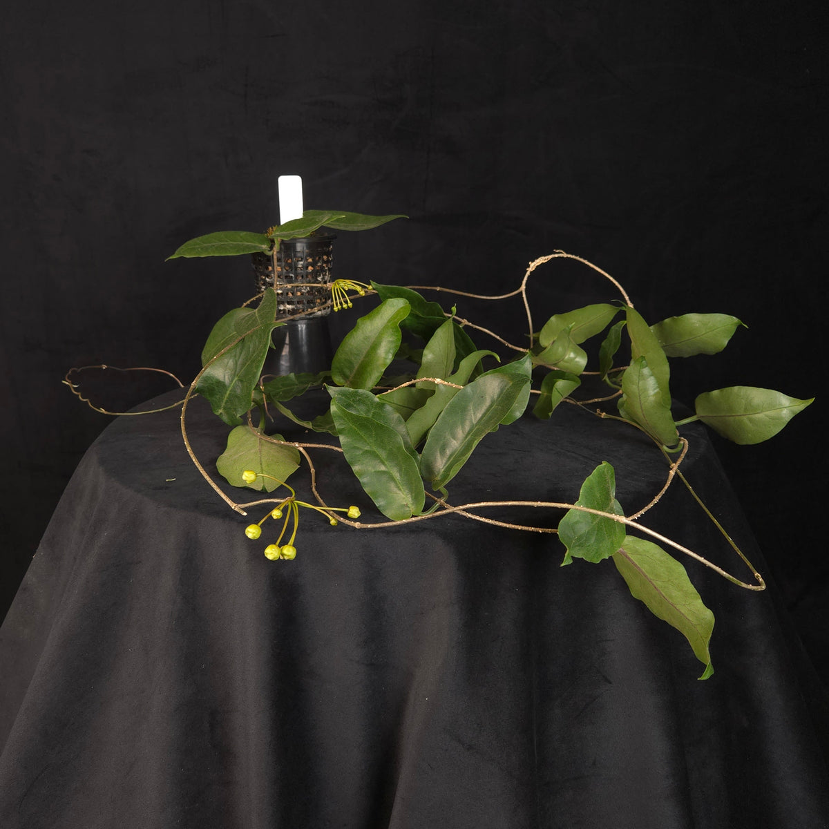 Hoya inflata – Flowering Specimen Plant – H249