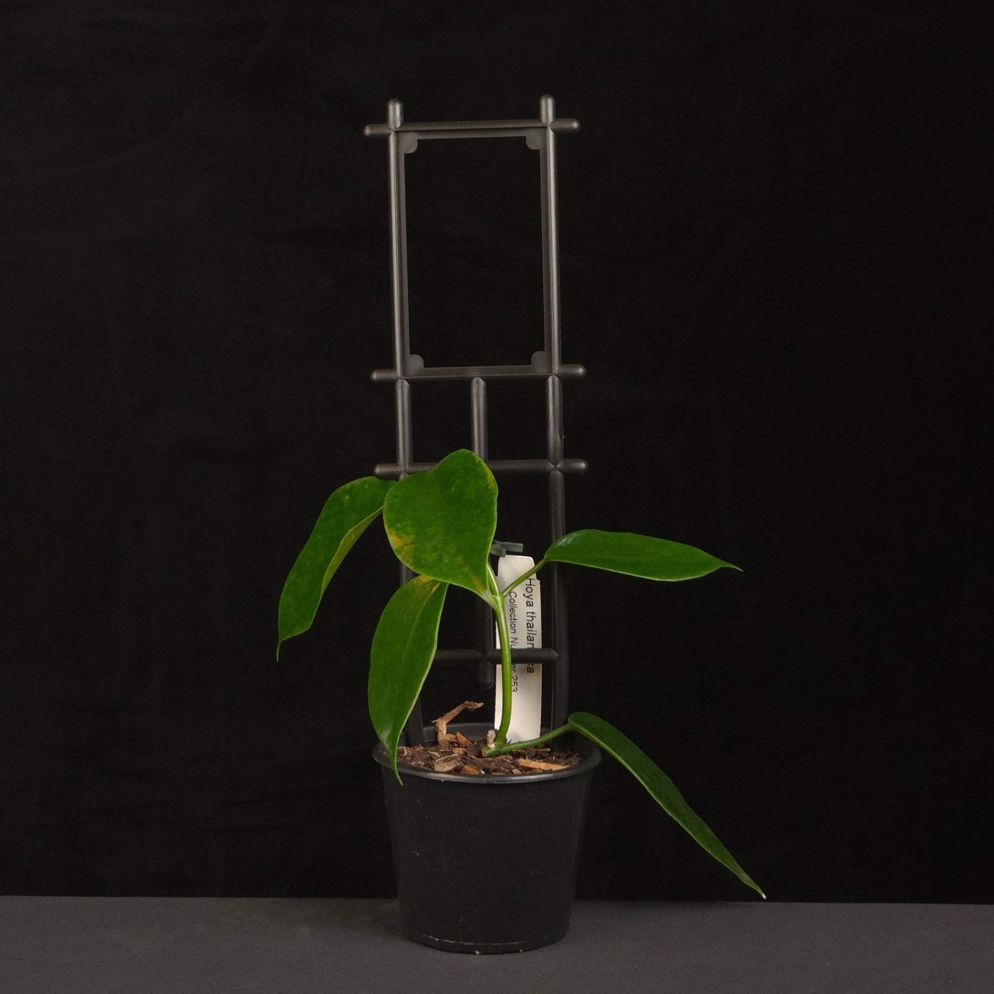 Hoya thailandica – H253
