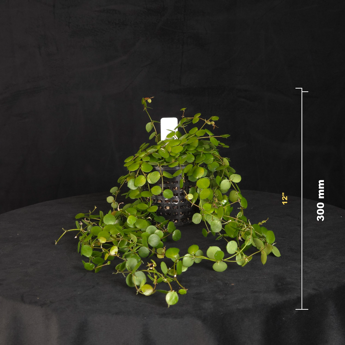 Hoya peltata – Specimen Plant – H256 (WA Prohibited)