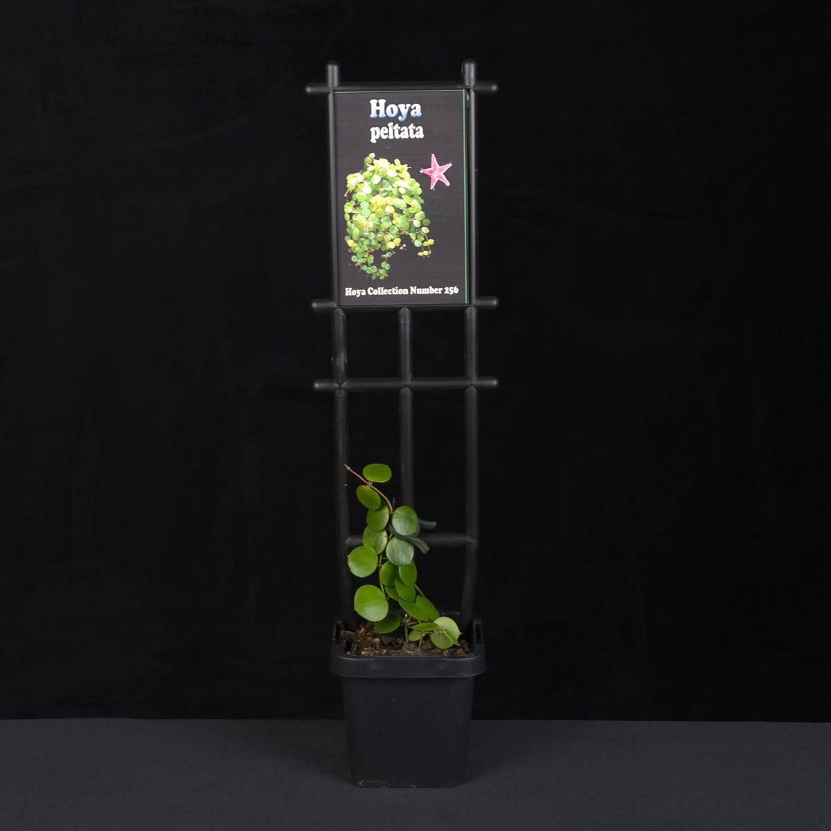 Hoya peltata (WA Prohibited) - H256