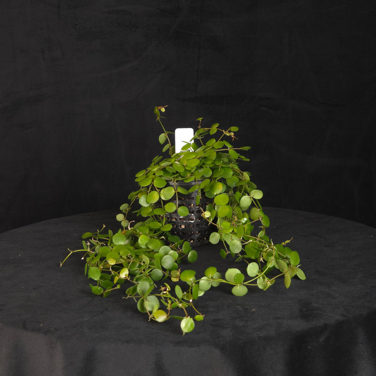 Hoya peltata – Specimen Plant – H256 (WA Prohibited)