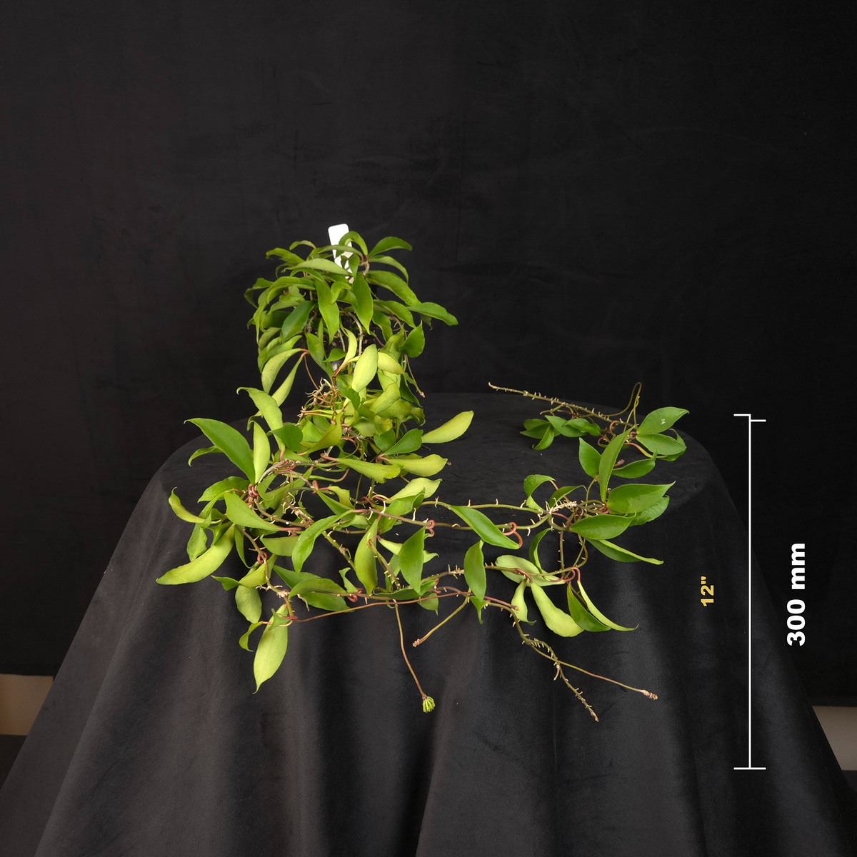 Hoya soidaoensis – Mature Specimen Plant – H257