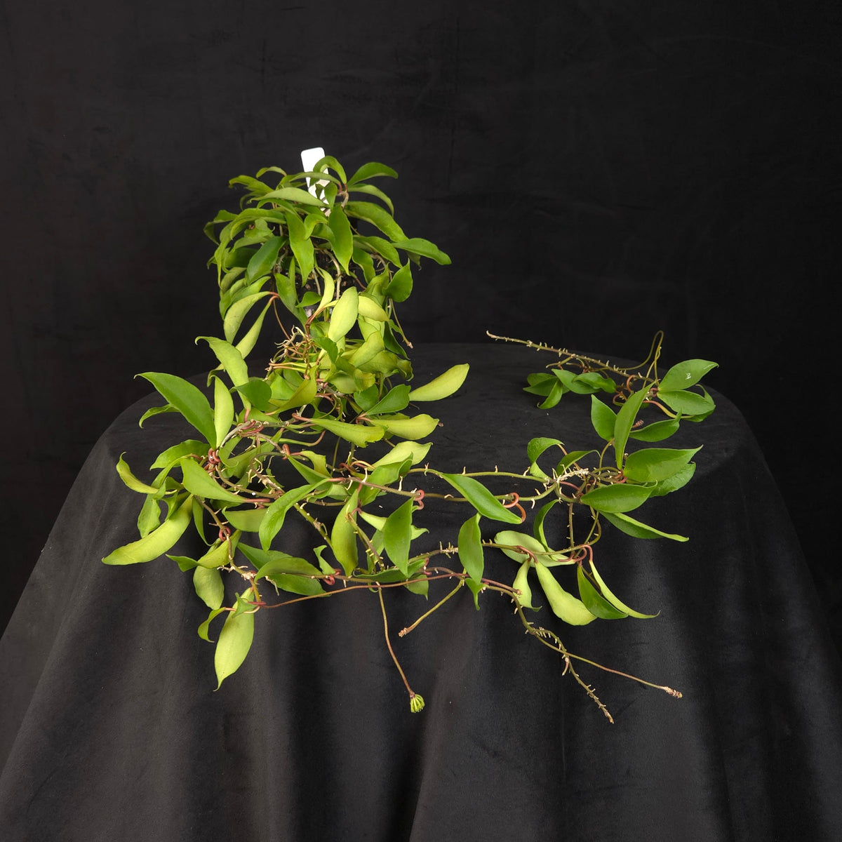 Hoya soidaoensis – Mature Specimen Plant – H257