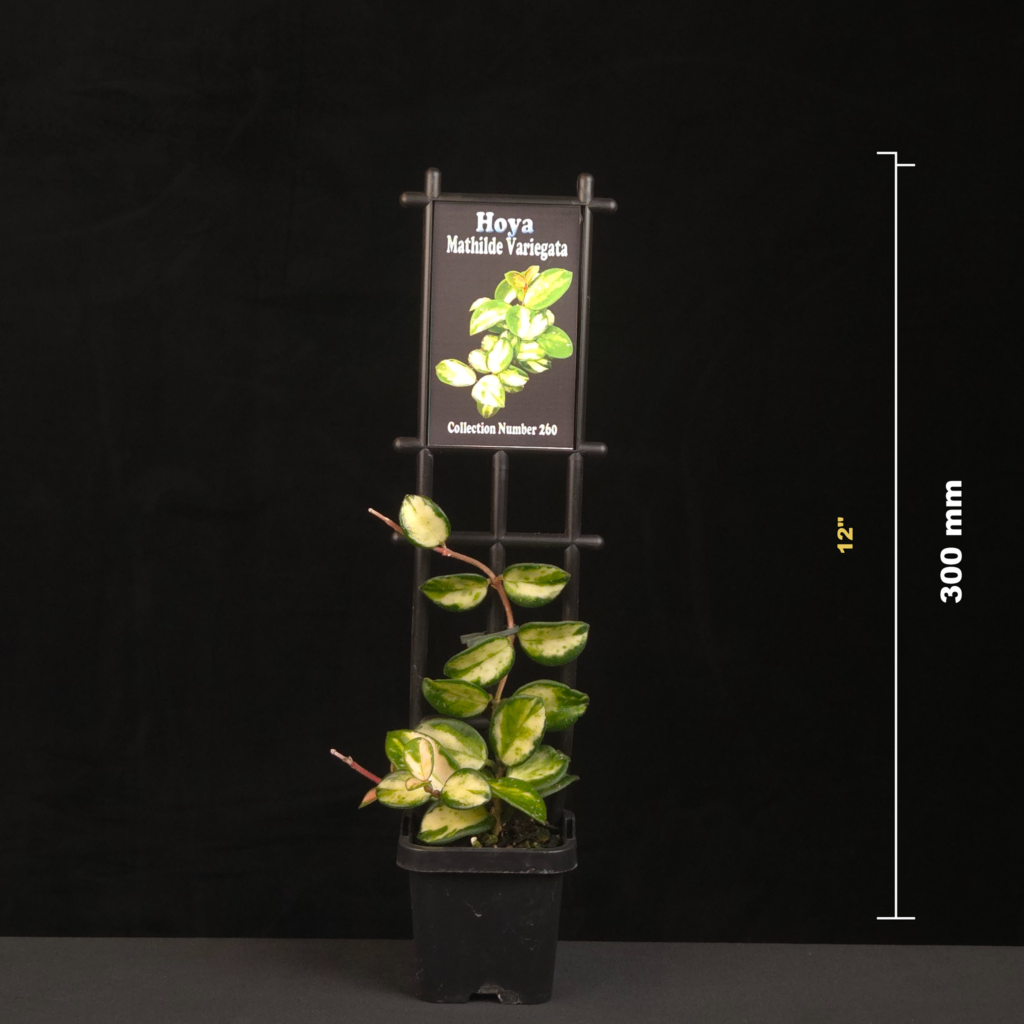 Potted Hoya ‘Mathilde Variegata’ with height measurement guide.