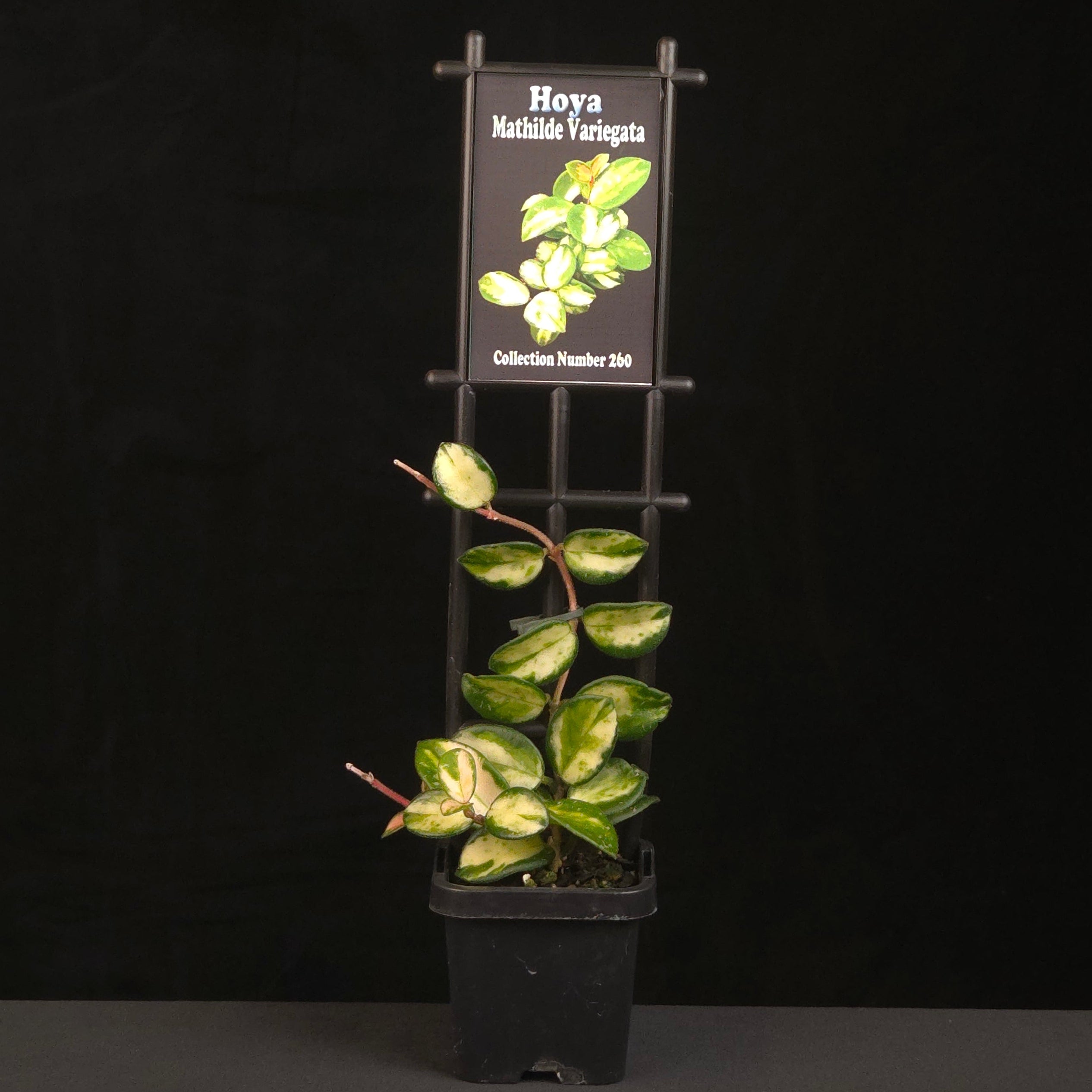 Hoya Mathilde Variegata – H260 – Collectors Online