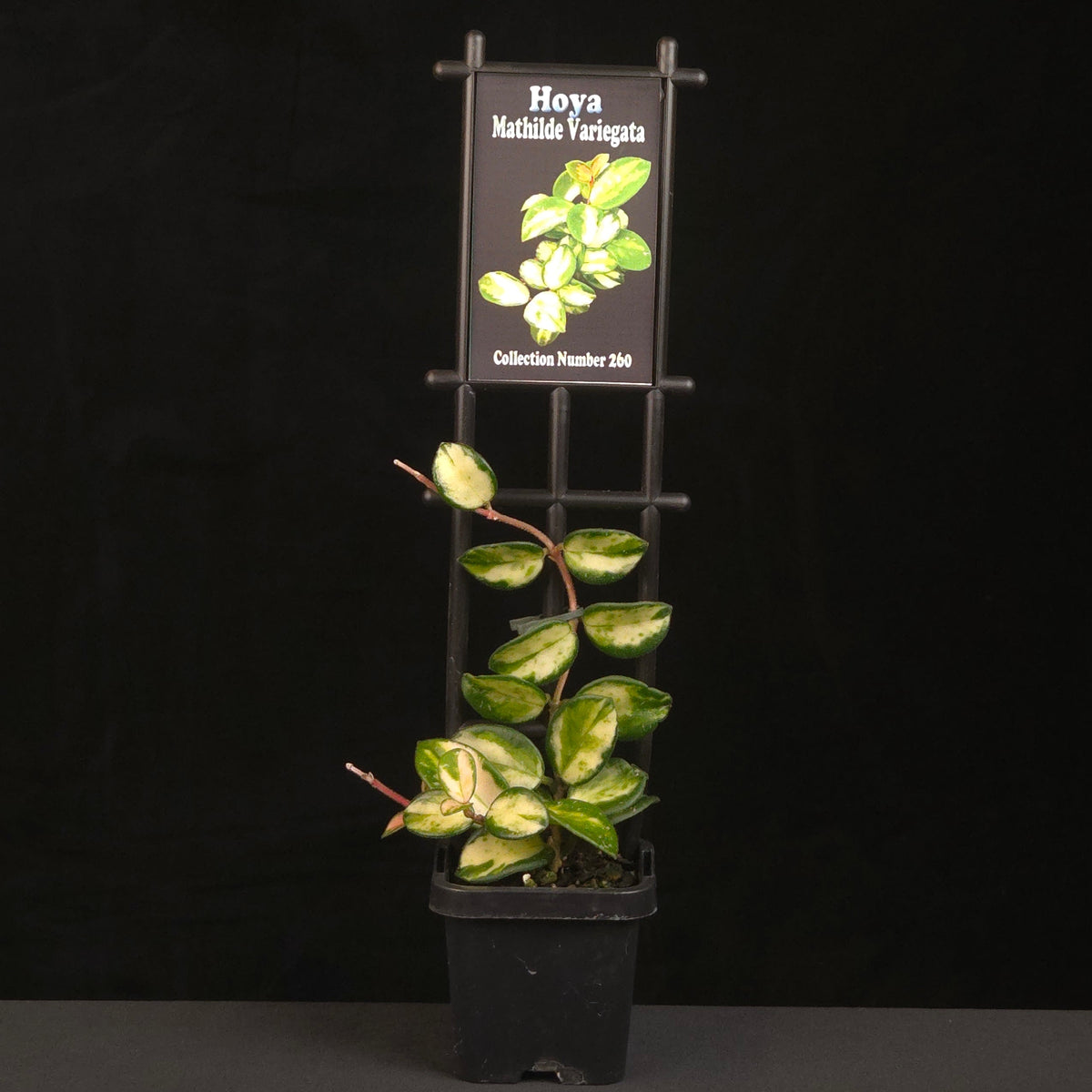 Potted Hoya ‘Mathilde Variegata’ growing on a black trellis.