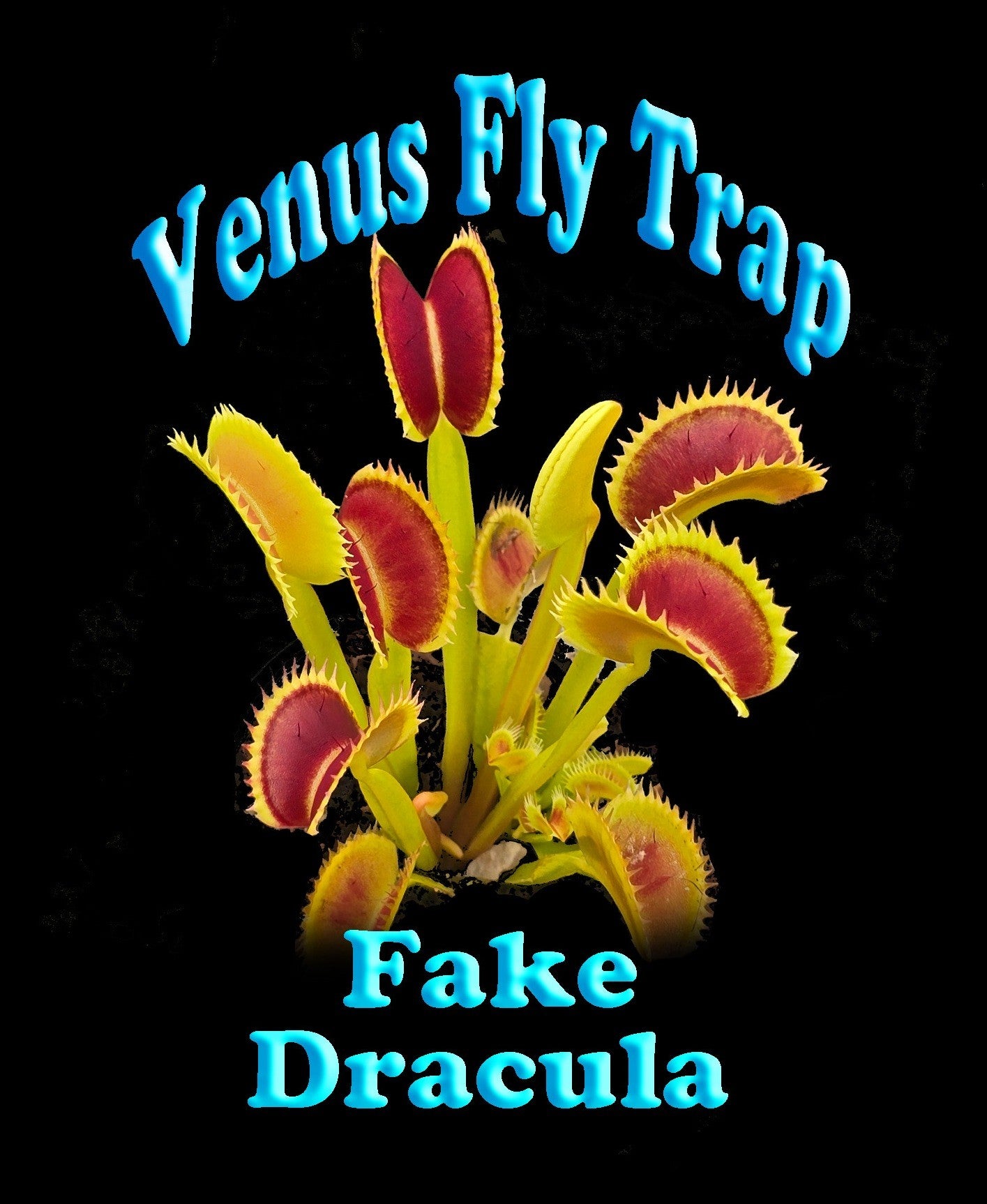Dionaea muscipula 'Fake Dracula' – Winter Dormant - Venus Flytrap