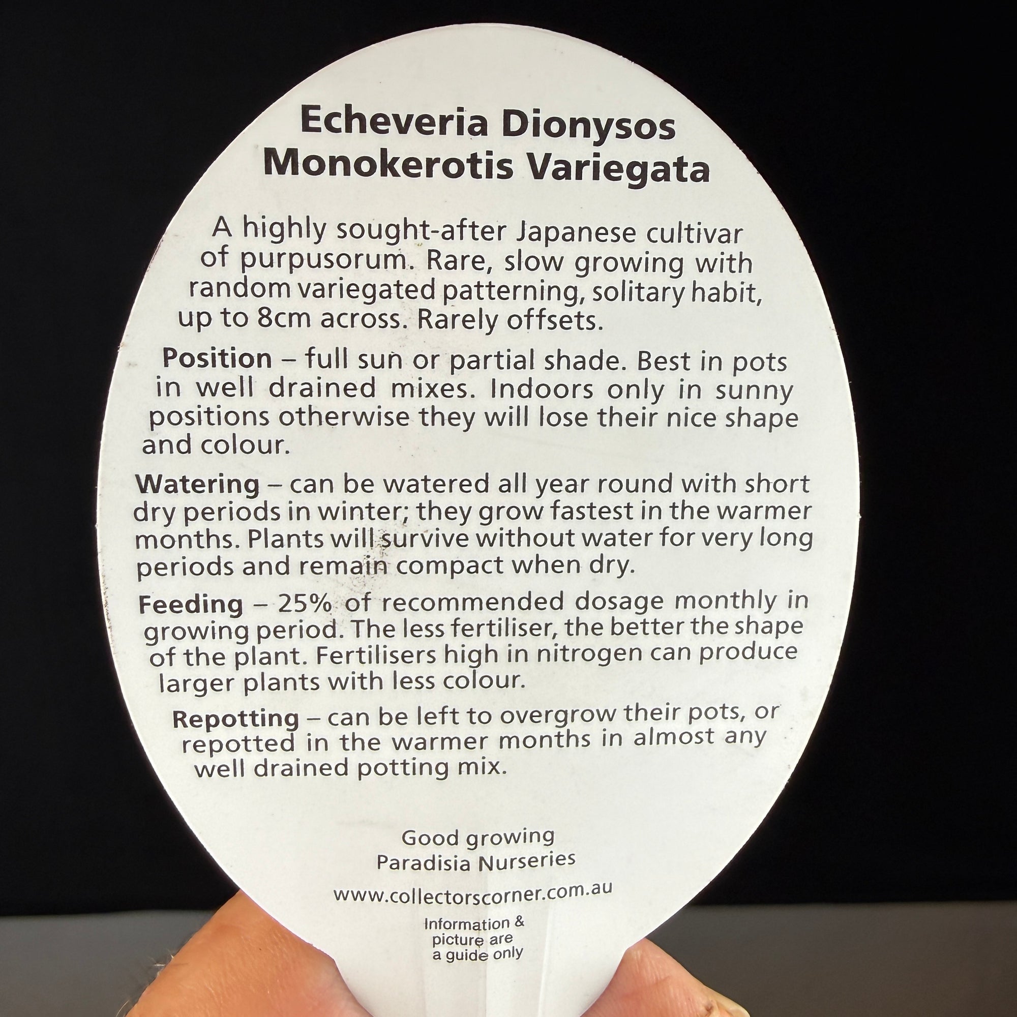 Echeveria Dionysos Monokerotis 'Variegata'