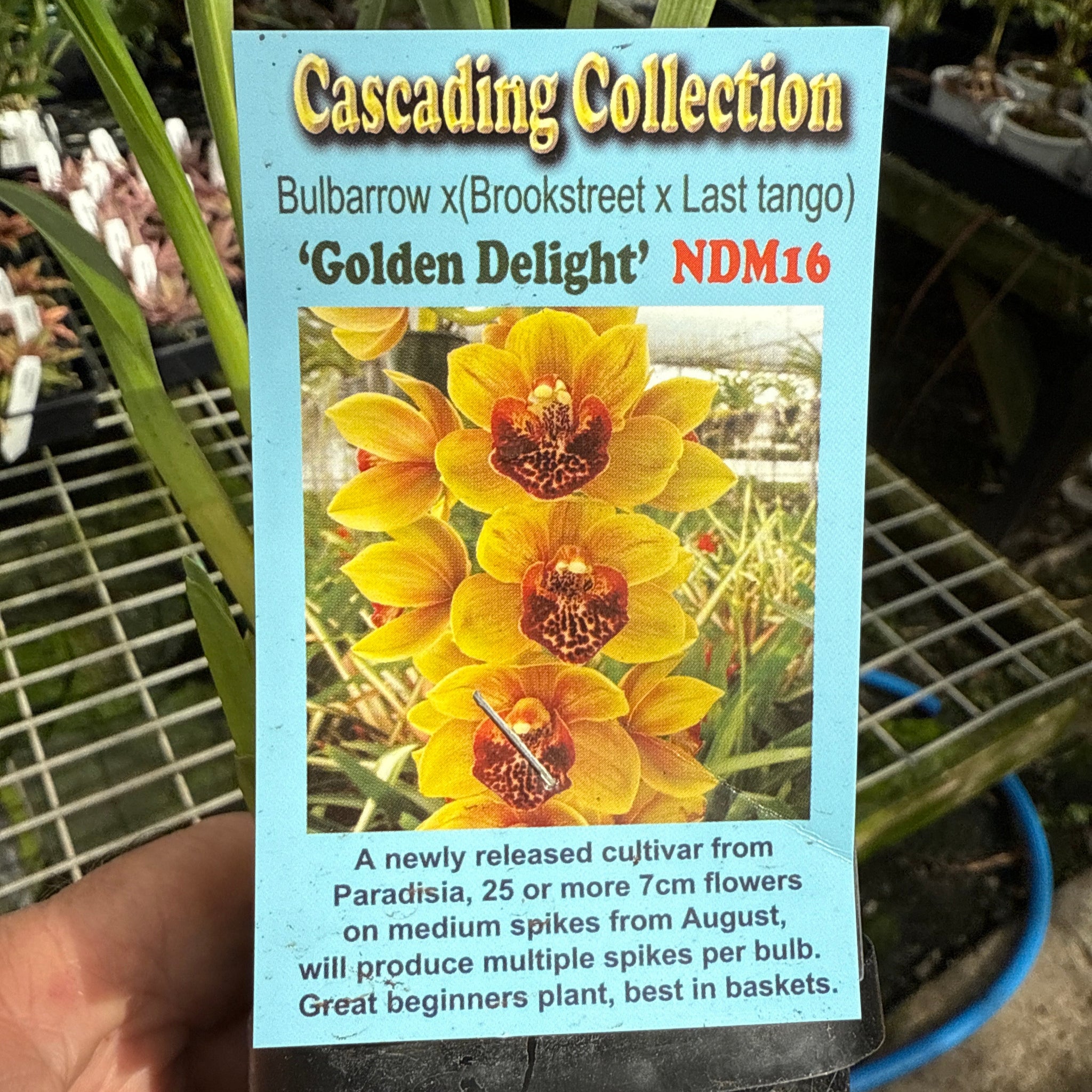 Cymbidium pendulous Golden Delight